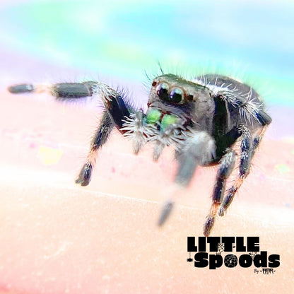 Regal Jumping Spider Male i6 - ELVIRA-2-7