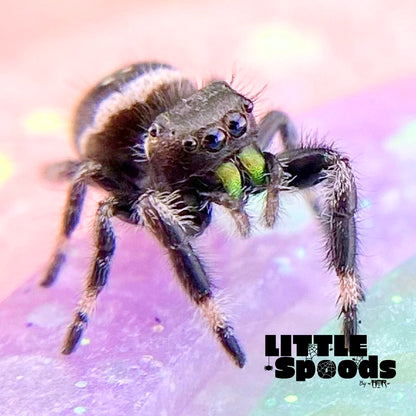 White Banded Regal Jumping Spider Male i7 - ELVIRA-1-12