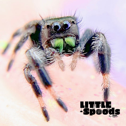 Regal Jumping Spider Male i7 - ELVIRA-2-5