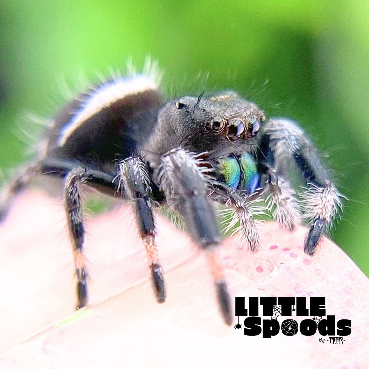Regal Jumping Spider Male i6 - AURORA-1-13