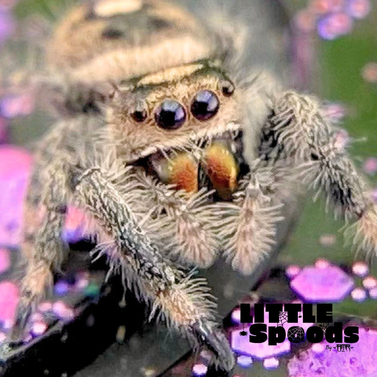 Regal Jumping Spider Female i6 - MARION-1-3