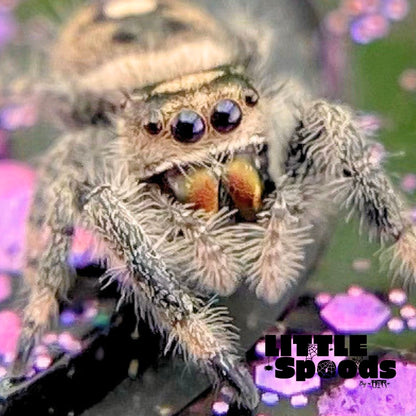 Regal Jumping Spider Female i6 - MARION-1-3
