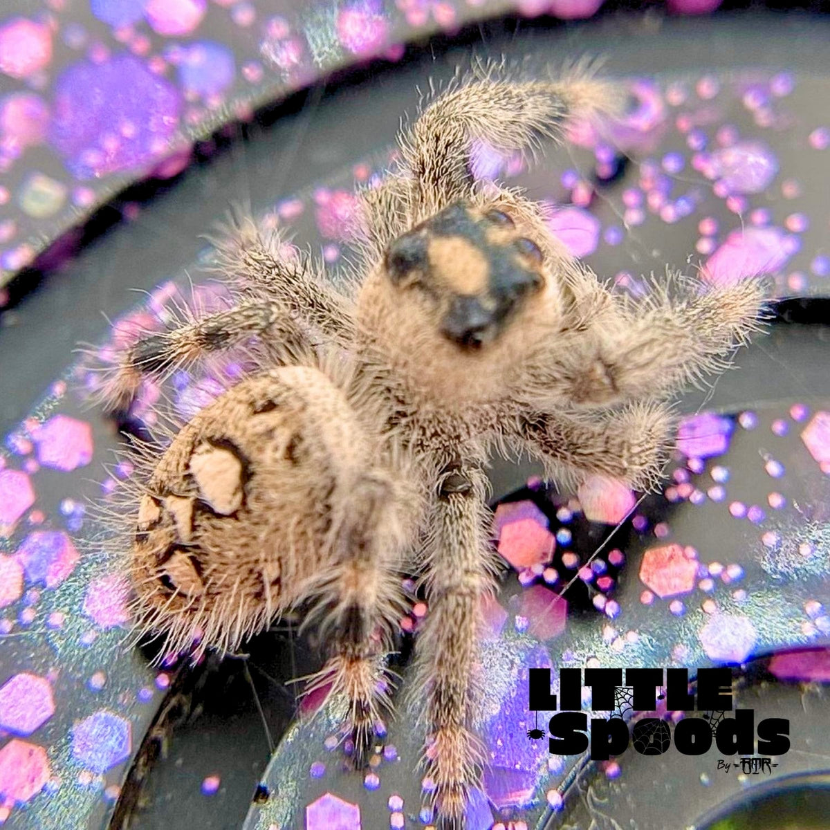 Creamy Peach Regal Jumping Spider Female i9 - MARION-1-2