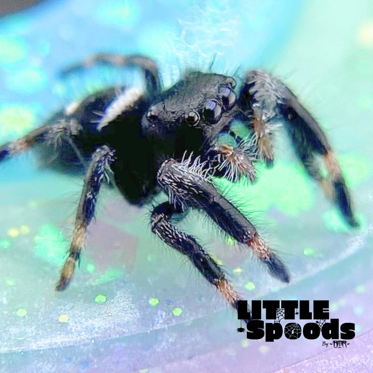 Regal Jumping Spider Male i6 - PANDORA-2-29