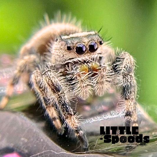 Regal Jumping Spider Female i6 - ELVIRA-1-14