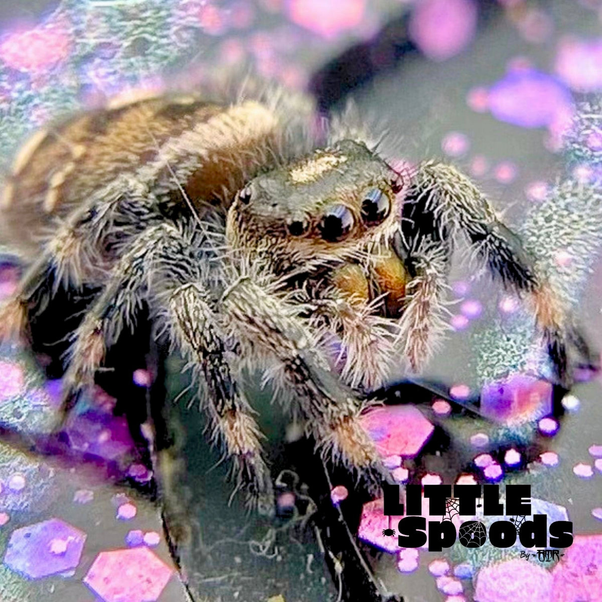 Regal Jumping Spider Female i6 - MARION-1-6