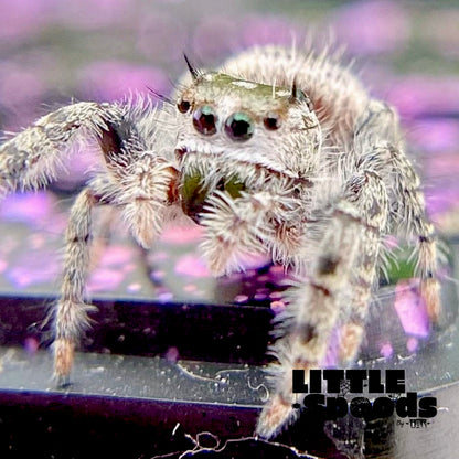 White Phidippus Otiosus (Canopy Jumping Spider) i6 - ANAIS-1-6