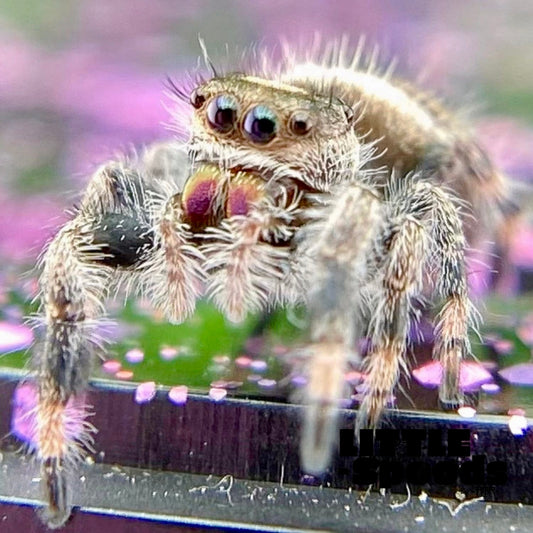 Regal Jumping Spider Female i6 - ELVIRA-1-52