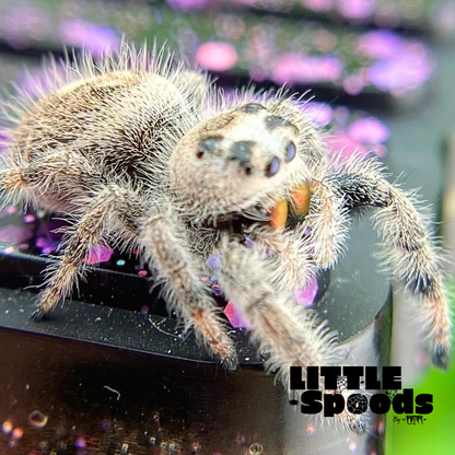 Cream and White Regal Jumping Spider Female i9 - PANDORA-2-32