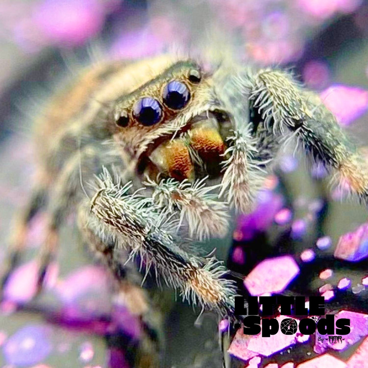 Regal Jumping Spider Female i6 - MARION-1-6