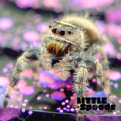 Regal Jumping Spider Female i6 - ELVIRA-1-14