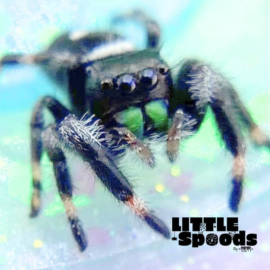 Regal Jumping Spider Male i6 - PANDORA-2-29