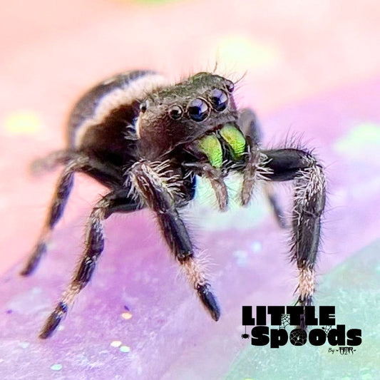 White Banded Regal Jumping Spider Male i7 - ELVIRA-1-12