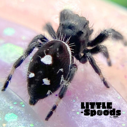 Regal Jumping Spider Male i6 - ELVIRA-2-7