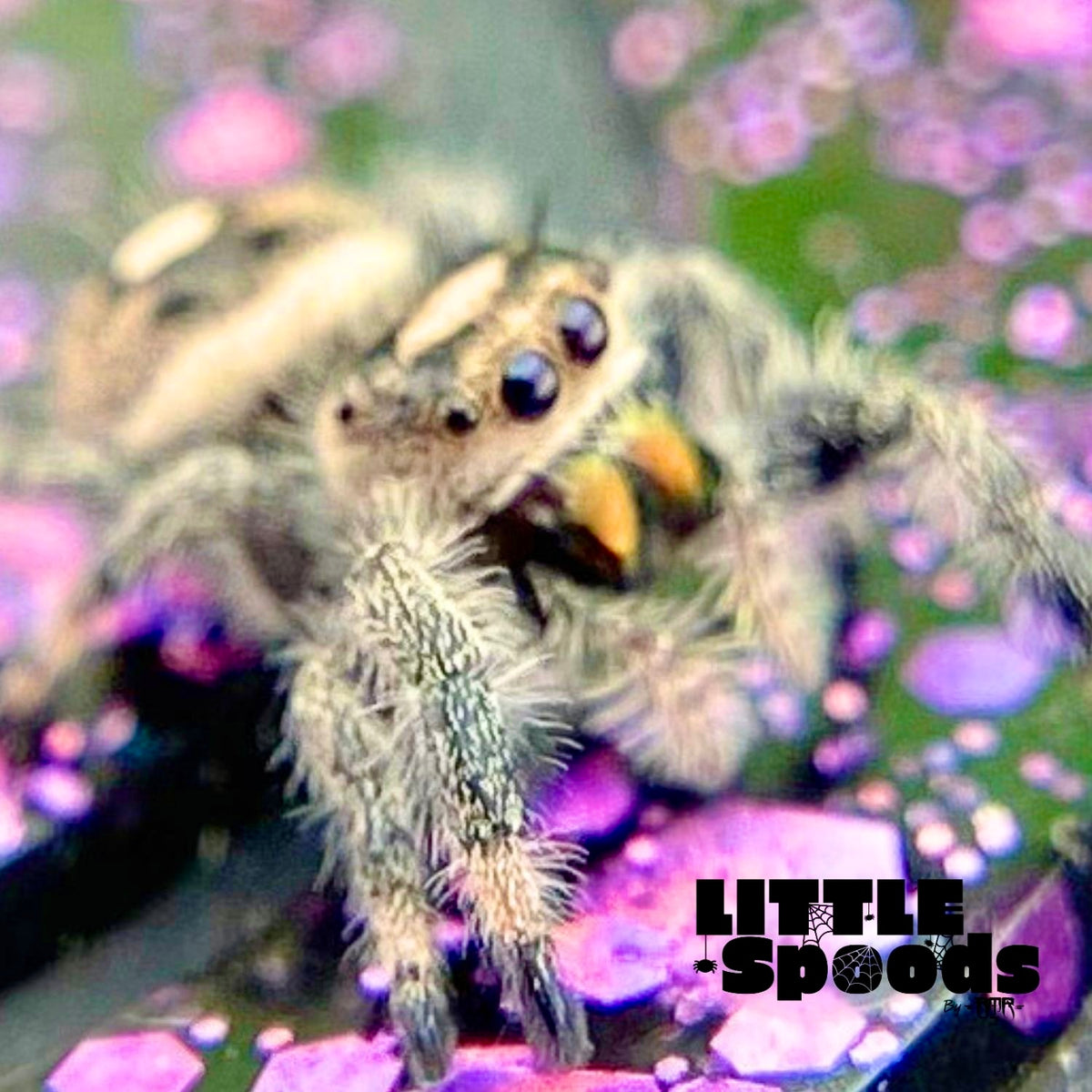 Regal Jumping Spider Female i6 - MARION-1-3