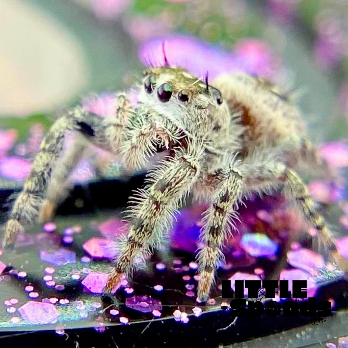 White Phidippus Otiosus (Canopy Jumping Spider) i6 - ANAIS-1-6
