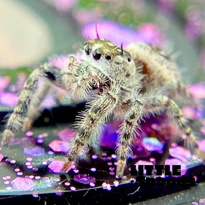 White Phidippus Otiosus (Canopy Jumping Spider) i6 - ANAIS-1-6