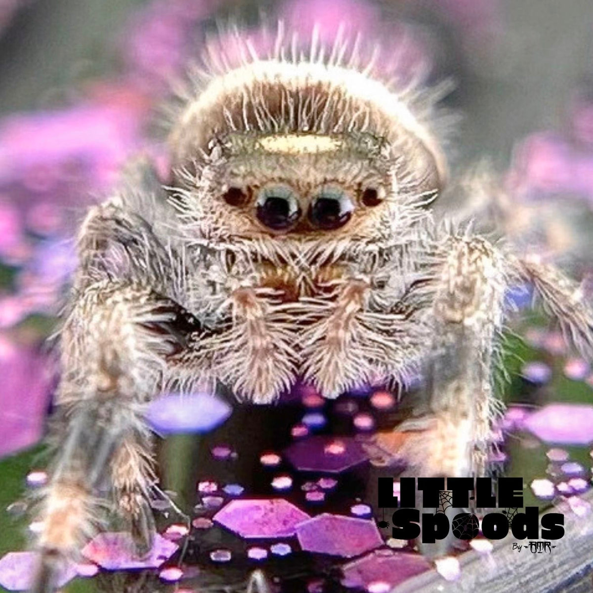 Regal Jumping Spider Female i6 - ELVIRA-1-52