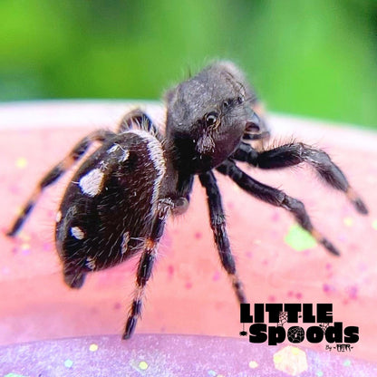 White Banded Regal Jumping Spider Male i7 - ELVIRA-1-12