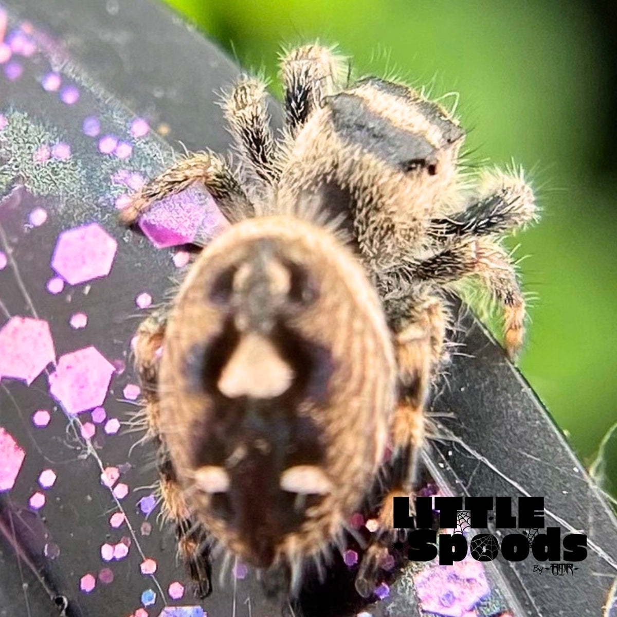 Regal Jumping Spider Female i6 - ELVIRA-1-14