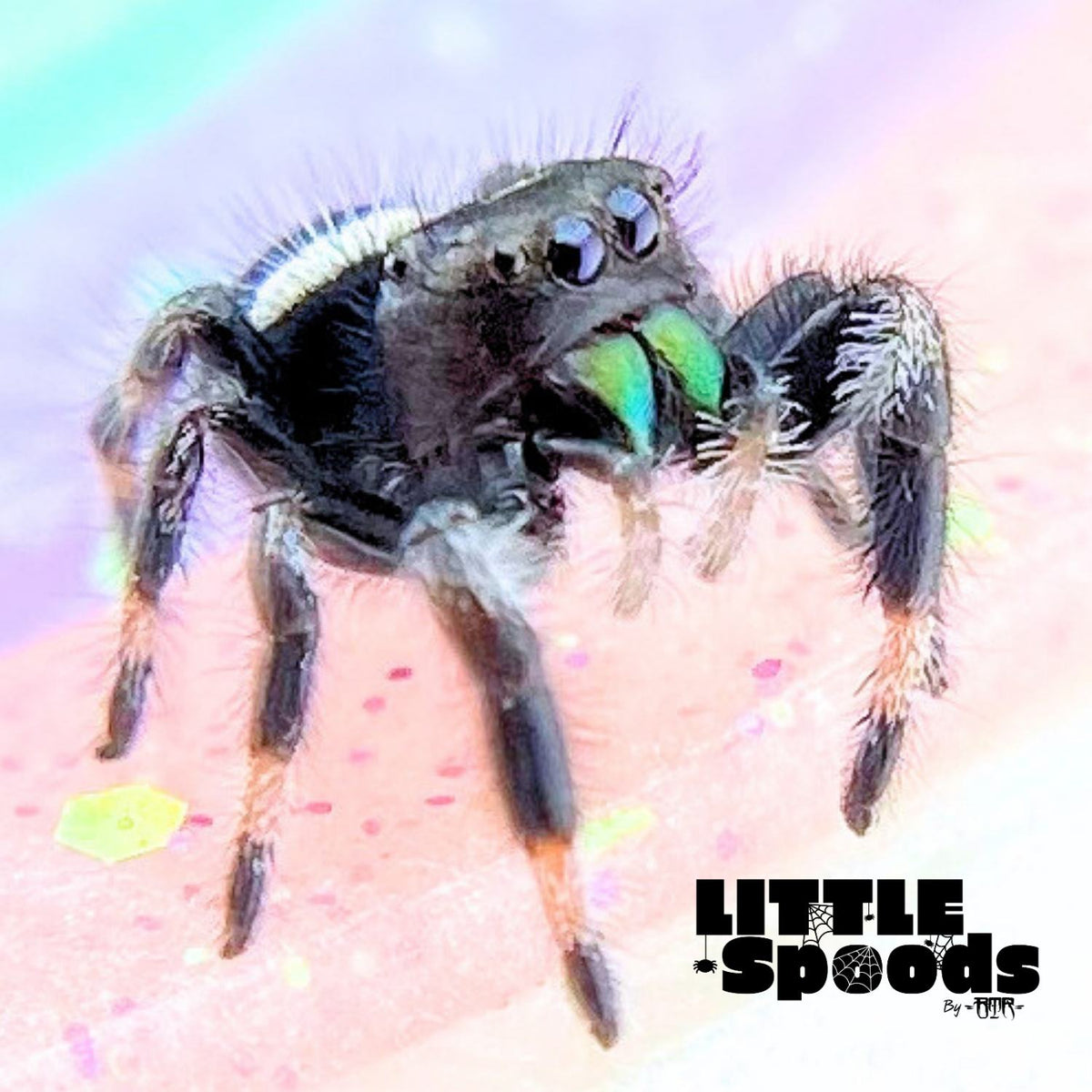 Regal Jumping Spider Male i7 - ELVIRA-2-5