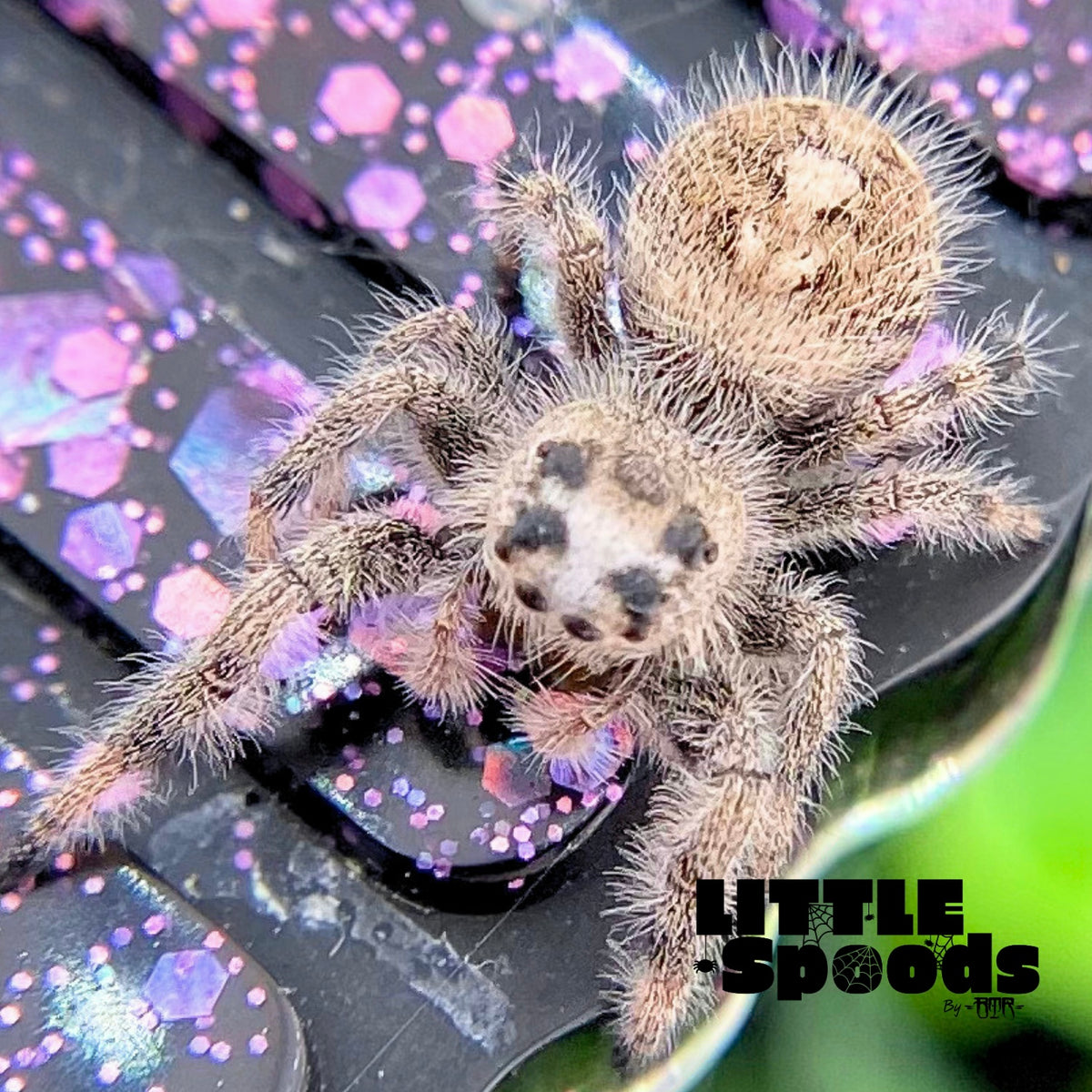 Cream and White Regal Jumping Spider Female i9 - PANDORA-2-32