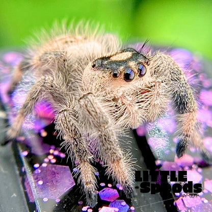 Creamy Peach Regal Jumping Spider Female i9 - MARION-1-2