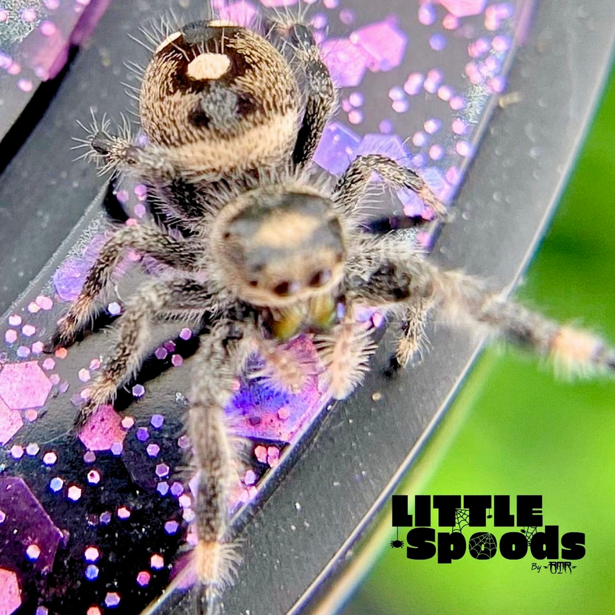 Regal Jumping Spider Female i6 - MARION-1-3