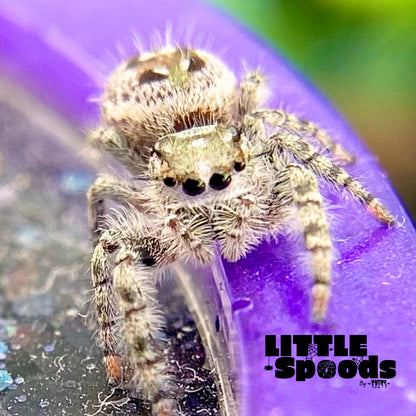 White Phidippus Otiosus (Canopy Jumping Spider) i6 - ANAIS-1-6
