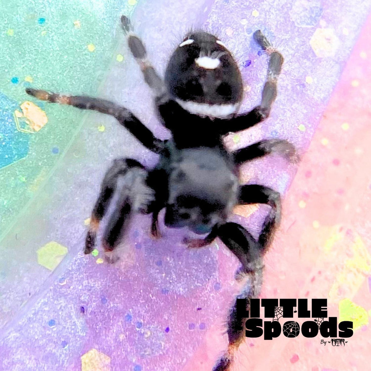 Regal Jumping Spider Male i6 - PANDORA-2-29