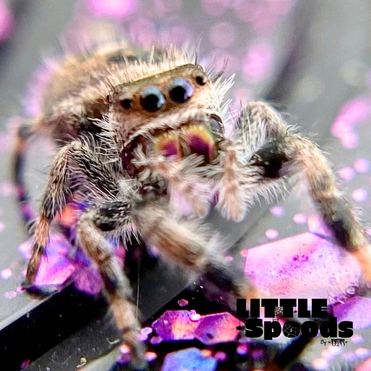 Regal Jumping Spider Female i6 - ELVIRA-1-52