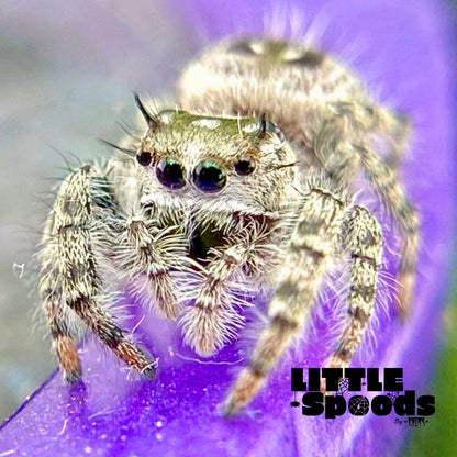 White Phidippus Otiosus (Canopy Jumping Spider) i6 - ANAIS-1-6