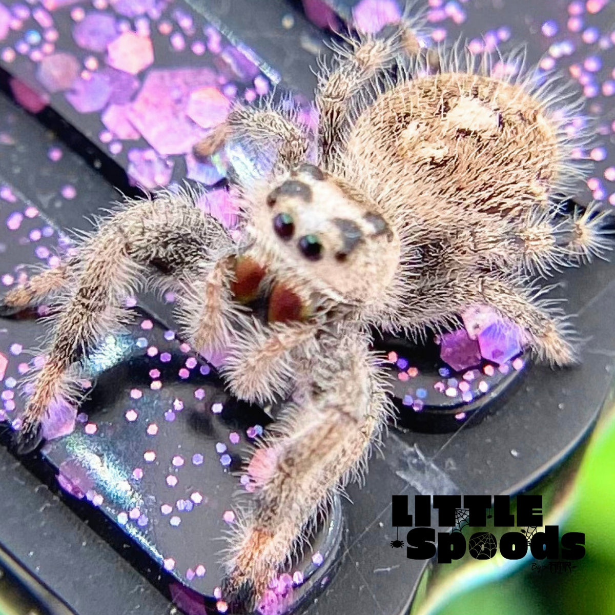 Cream and White Regal Jumping Spider Female i9 - PANDORA-2-32