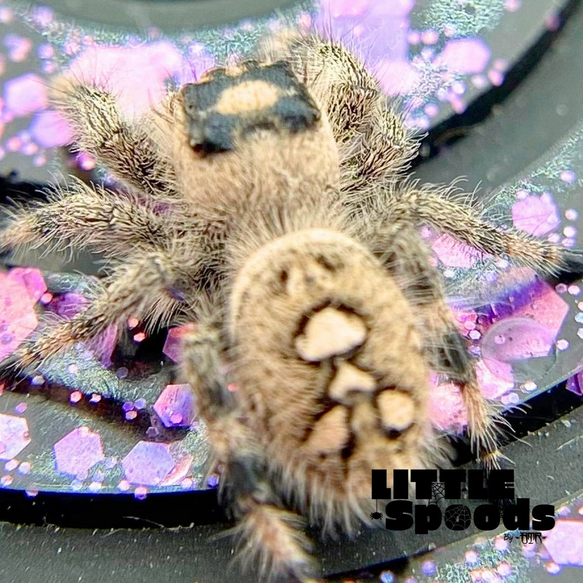 Creamy Peach Regal Jumping Spider Female i9 - MARION-1-2