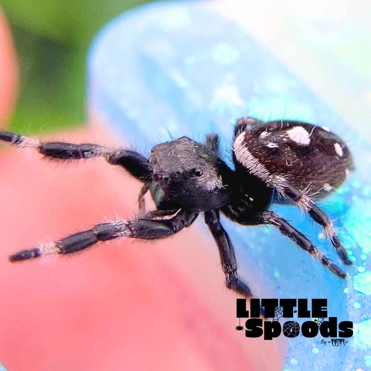 White Banded Regal Jumping Spider Male i7 - ELVIRA-1-12