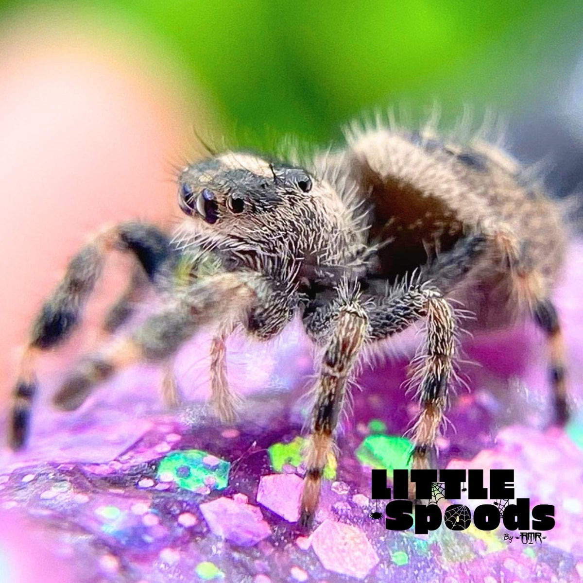 Regal Jumping Spider Female i6 - ELVIRA-1-14