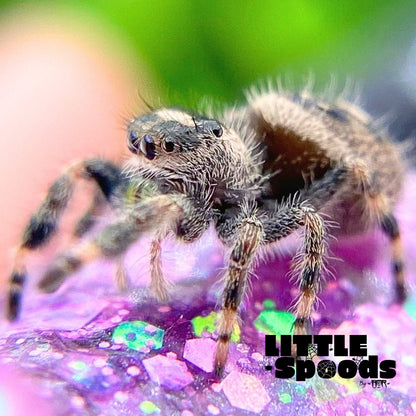 Regal Jumping Spider Female i6 - ELVIRA-1-14