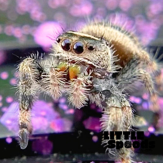 Regal Jumping Spider Female i6 - ELVIRA-1-14