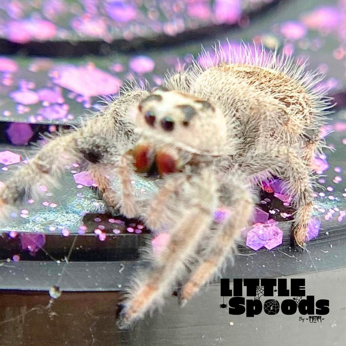 Cream and White Regal Jumping Spider Female i9 - PANDORA-2-32