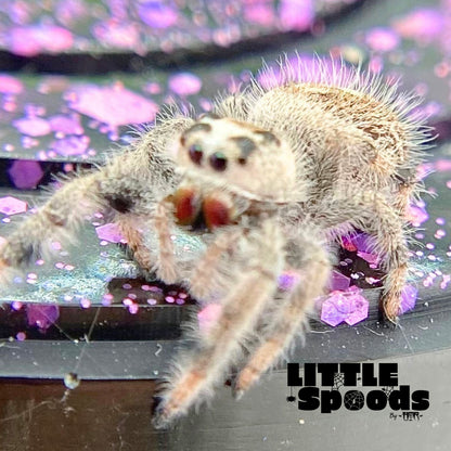 Cream and White Regal Jumping Spider Female i9 - PANDORA-2-32