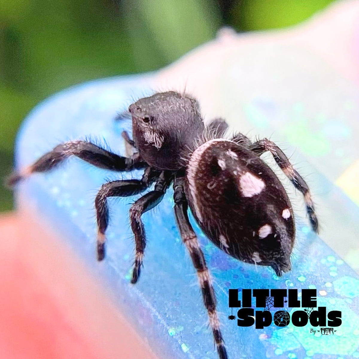 White Banded Regal Jumping Spider Male i7 - ELVIRA-1-12