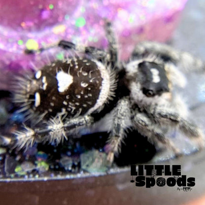 Regal Jumping Spider | Elvira × Vlad Mystery Pick