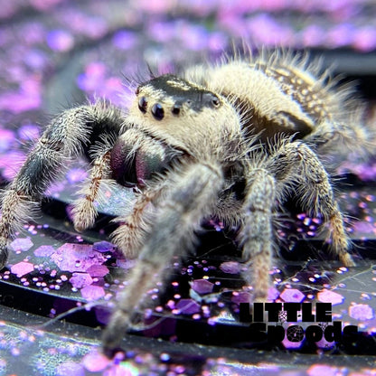 Regal Jumping Spider | Autumn × Winter Mystery Pick