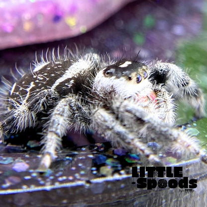 Regal Jumping Spider | Elvira × Vlad Mystery Pick