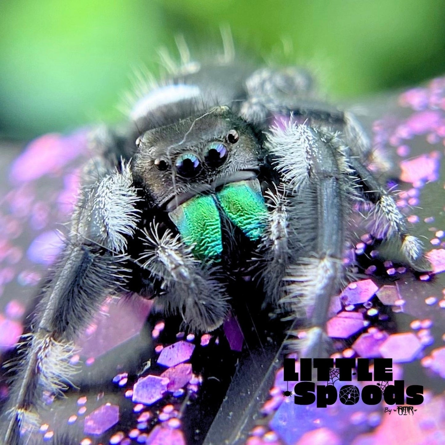 Regal Jumping Spider | Autumn × Winter Mystery Pick