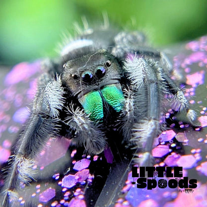 Regal Jumping Spider | Autumn × Winter Mystery Pick