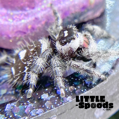 Regal Jumping Spider | Elvira × Vlad Mystery Pick