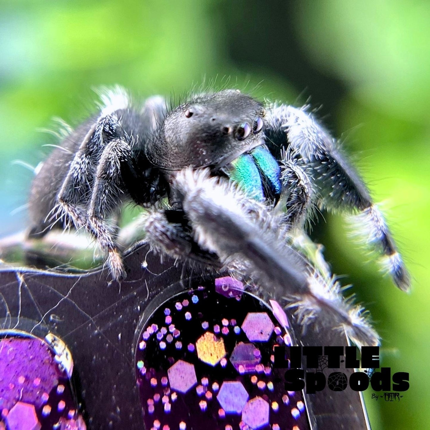 Regal Jumping Spider | Autumn × Winter Mystery Pick