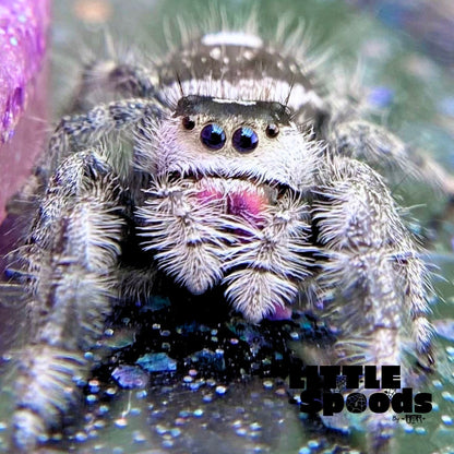 Regal Jumping Spider | Elvira × Vlad Mystery Pick