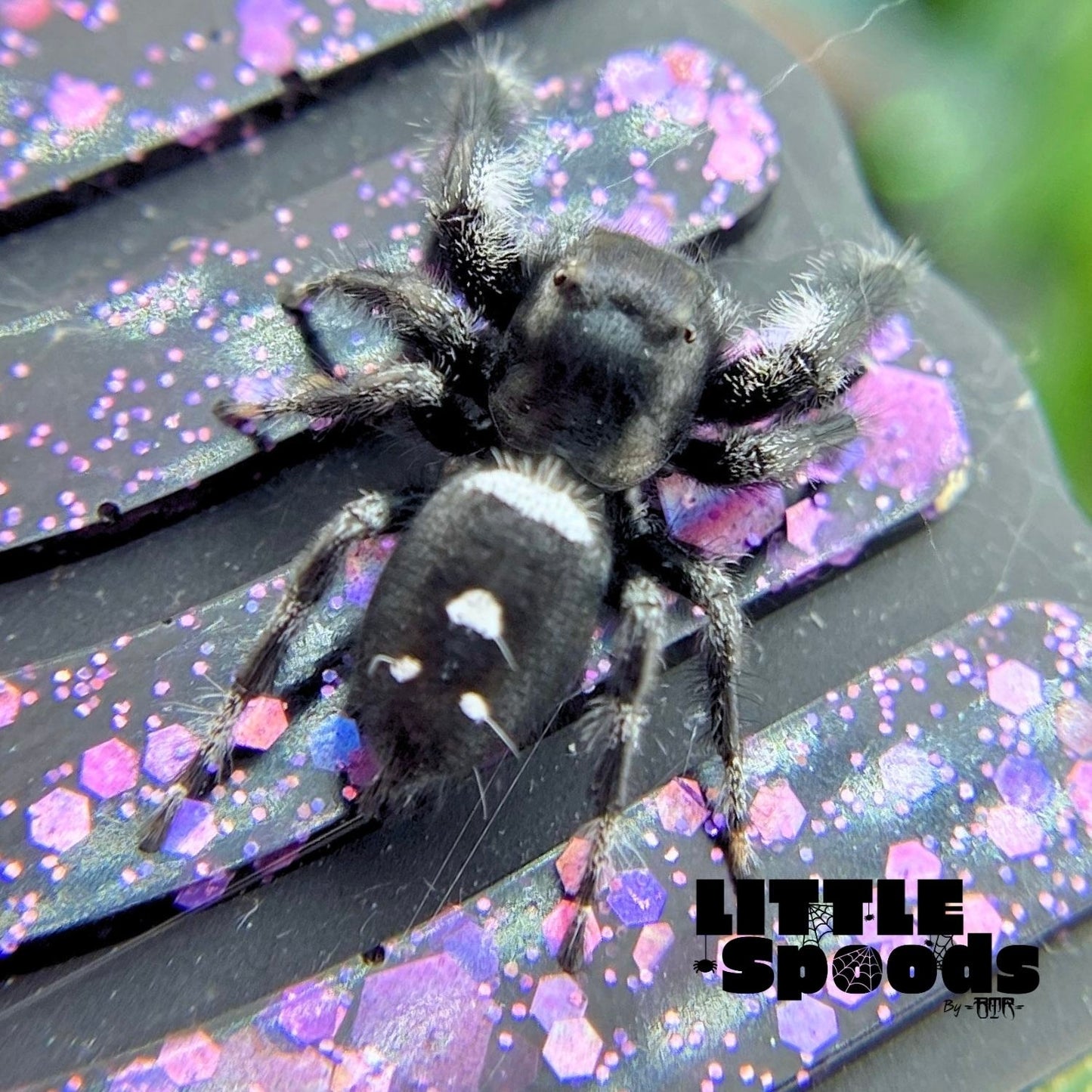 Regal Jumping Spider | Autumn × Winter Mystery Pick